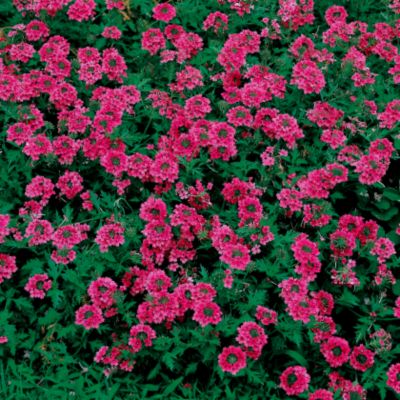 Verbena Sissinghurst