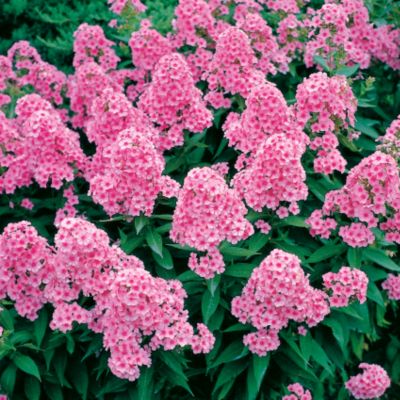 Garden Phlox Eva Cullum
