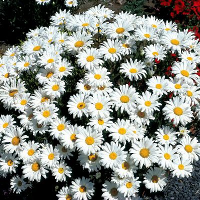 Shasta Daisy  Snowcap