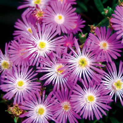 Iceplant Starburst
