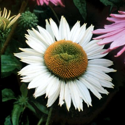 Echinacea Fragrant Angel PP#16,054