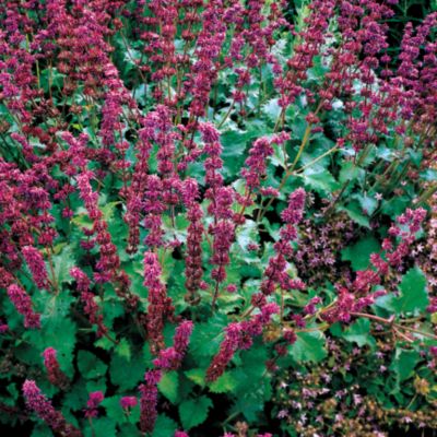 Salvia Purple Rain