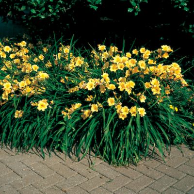 Daylily Stella de Oro