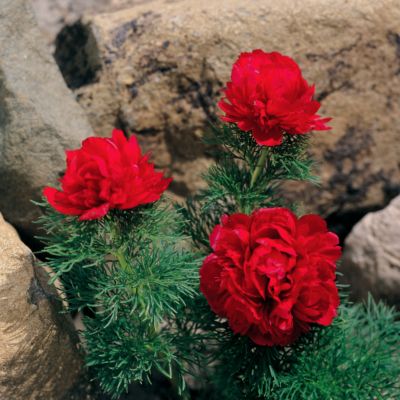 Peony  Plena