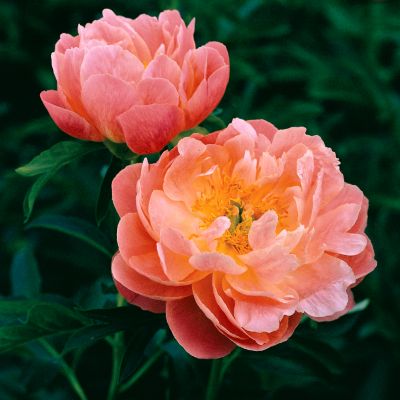 Peony Pink Hawaiian Coral