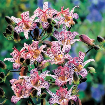 Japanese Toad Lily