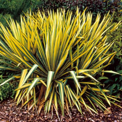 Yucca Color Guard PP#9,393