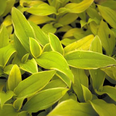 Tricyrtis formosana 