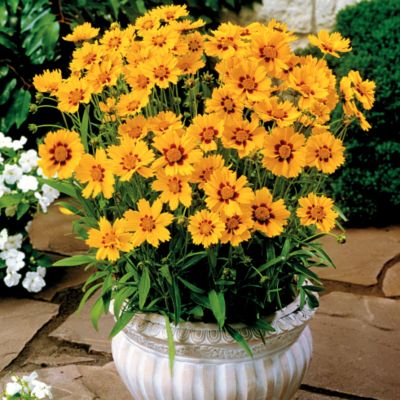 Lanceleaf Coreopsis Sternthaler