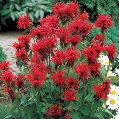Monarda Jacob Kline