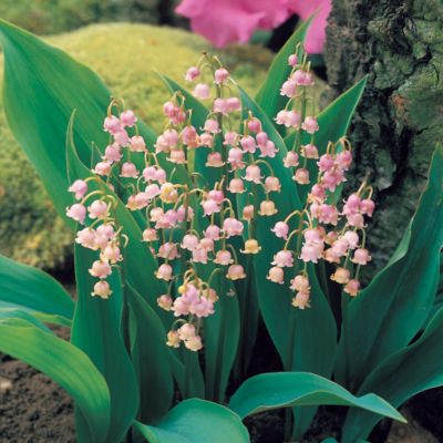 Pink Lily-of-the-Valley