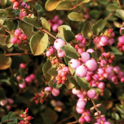 Symphoricarpos Amethyst<TM> PPAF
