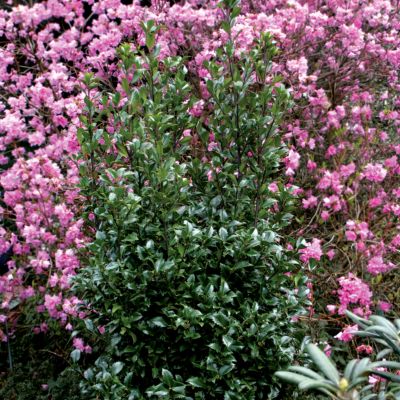 Ilex Castle Wall<TM> PP#14,308