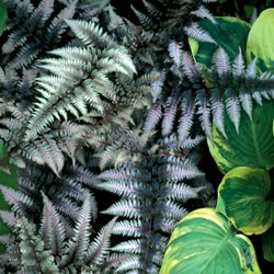 Japanese Silver-Painted Fern