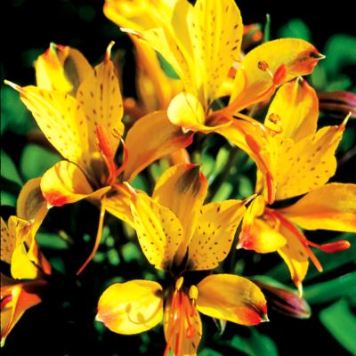 Peruvian Lily Sweet Laura PP#10,030