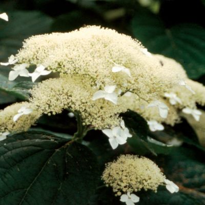 Hydrangea White Dome<REG> PP#14,168