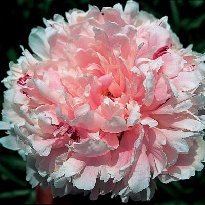 Paeonia Sarah Bernhardt