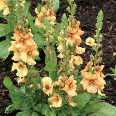 Verbascum 