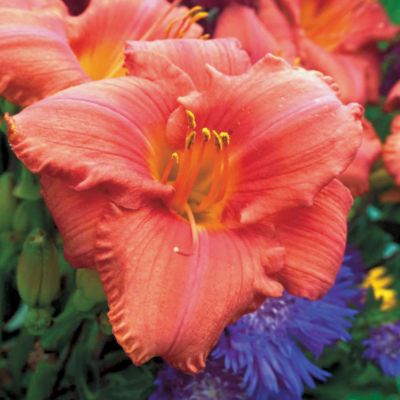 Daylily South Seas