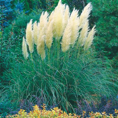 Dwarf Pampas Grass