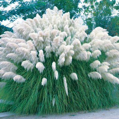 Pampas Grass Sunningdale Silver