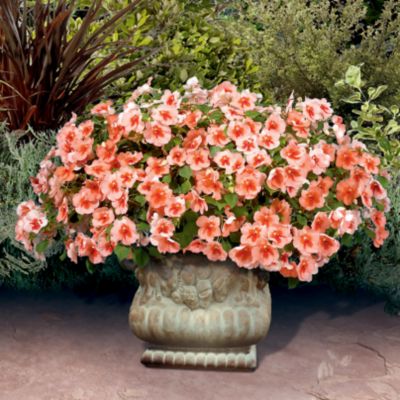 Impatiens Peach Butterfly