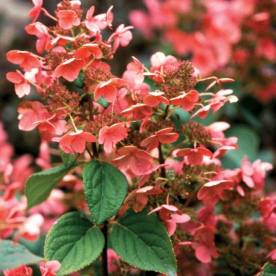 Hydrangea Quick Fire<TM> PP#16,812