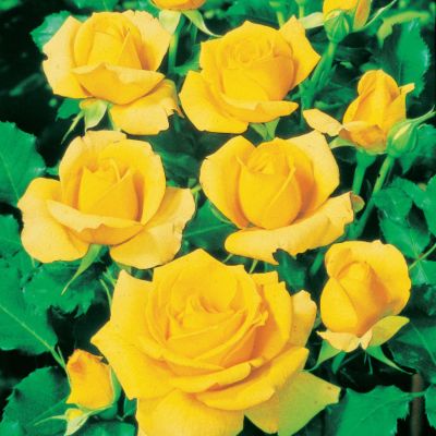Abundant golden-yellow blooms, 4 inches across, and thick blue-green, holly-like foliage on shrub 3 feet high and wide.