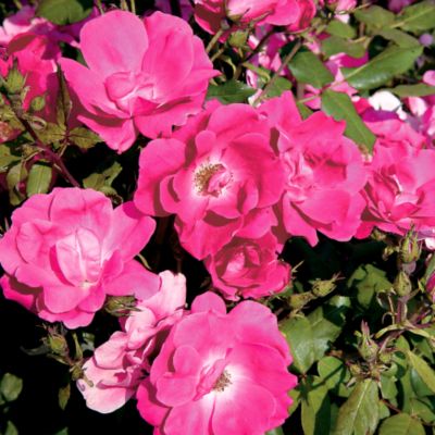 Rose Pink Knock Out PP#15,070