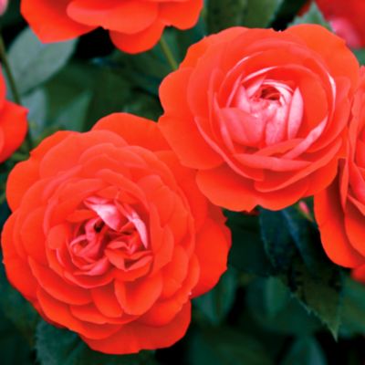 Fully double 2 1/2-inch blooms (petal count 25 to 50) on plants 30 to 40 inches tall, 32 to 36 inches wide.