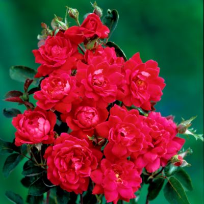 Rosa Double Knock Out PP#16,202