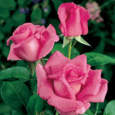 McCartney Rose