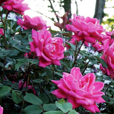 Knock Out Roses