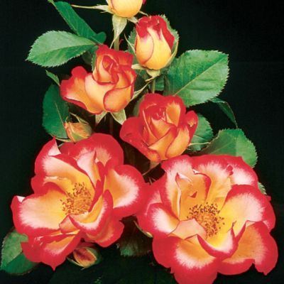 The 4-inch flowers are semi-double, with 6 to 12 broadly margined petals of creamy yellow with a wide red edge.