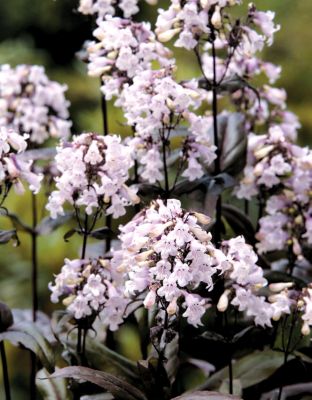 Penstemon Mystica