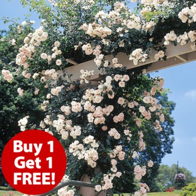 Climbing Rose "New Dawn" Reviews