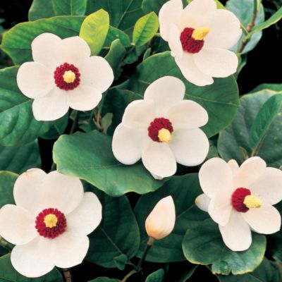 Magnolia sieboldii
