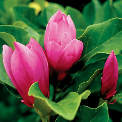 Magnolia 'Jane'