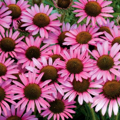 Echinacea Pixie Meadowbrite<TM> PPAF