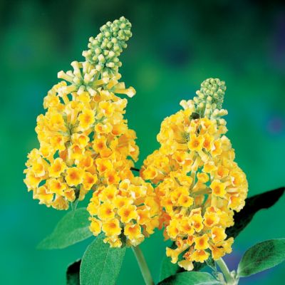 Butterfly Bush Honeycomb