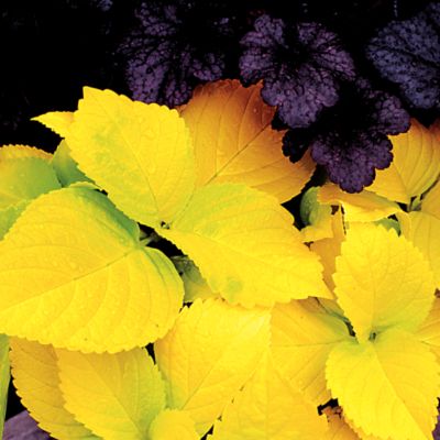 Hydrangea Sun Goddess<TM> PP#12,701