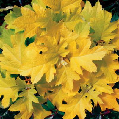 Oakleaf Hydrangea Little Honey PP#15,477