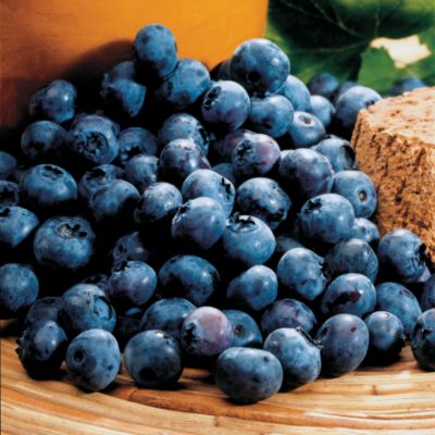 Blueberry 'Rubel': 'Rubel' has petite, deep blue fruit on upright bush reaching 6 to 7 feet tall.