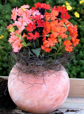 Lychnis Lumina Mix