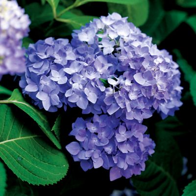 Hydrangea Penny Mac