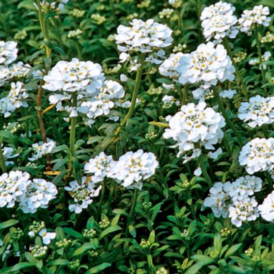 Candytuft Purity