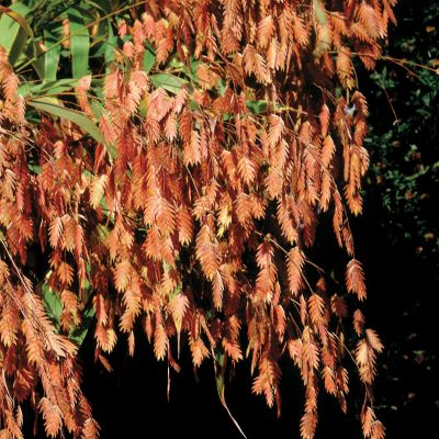 Northern Sea Oats