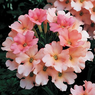 Live Annual Verbena Plants