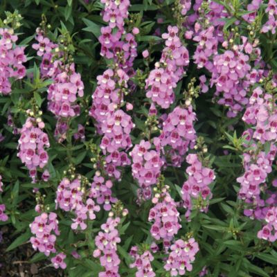 Live Annual Angelonia Plants
