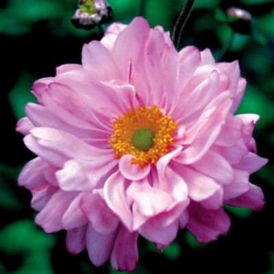 Anemone Margarete